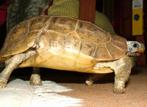 Gezocht. Kinixys belliana nogueyi, 0 tot 2 jaar