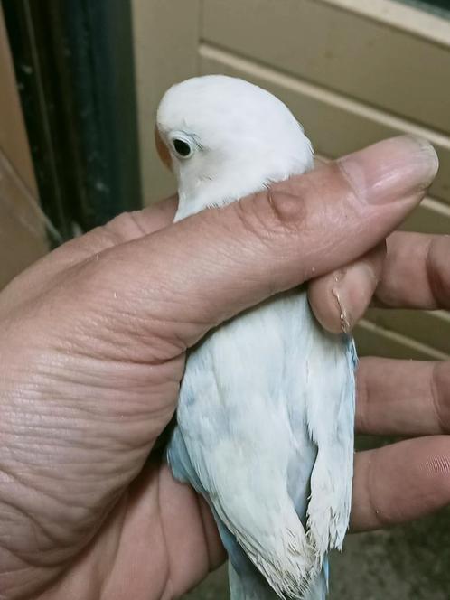 Prachtige jonge agapornis fisheri opaline violet split ino, Dieren en Toebehoren, Vogels | Parkieten en Papegaaien, Dwergpapegaai of Agapornis