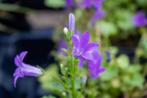 Rapunzelklokje (Campanula rapunculus), Tuin en Terras, Planten | Tuinplanten, Ophalen of Verzenden, Overige soorten, Volle zon