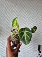 Alocasia black velvet, Ophalen of Verzenden, Overige soorten, Minder dan 100 cm