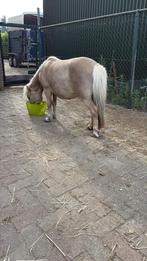 Prachtige schetlander merrie, Dieren en Toebehoren, Merrie