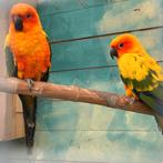 Vogel oppas gezocht tegen vergoeding, Vrouwelijk, Parkiet