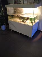 Schildpadden Bak Hoogglans wit + lampen &  RVS waterval, Dieren en Toebehoren, Reptielen en Amfibieën | Toebehoren, Overige typen