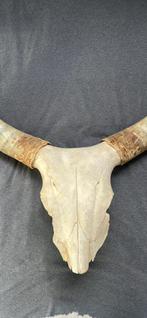 Echte skull met hoorns XL, Ophalen of Verzenden