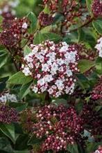Viburnum Tinus. Sierheester, bloeiende struiken. P9 planten, Overige soorten, Vaste plant, Ophalen of Verzenden, Halfschaduw