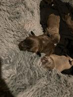 Pitbull*american bully, Dieren en Toebehoren, Overige rassen, 8 tot 15 weken, Meerdere, Meerdere dieren