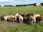 Dekrammen te koop, Dieren en Toebehoren, Schapen, Geiten en Varkens, Mannelijk, Geit