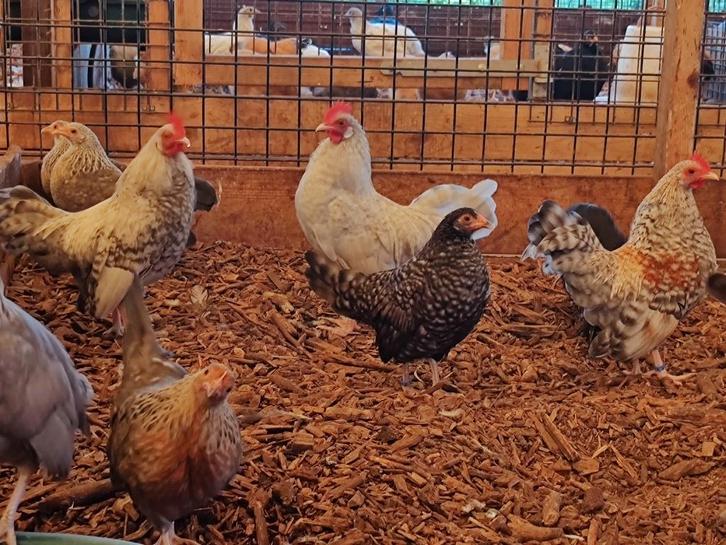 Hollandse krielkippen | Mooie kippen | Veel keuze, Dieren en Toebehoren, Pluimvee, Kip, Meerdere dieren