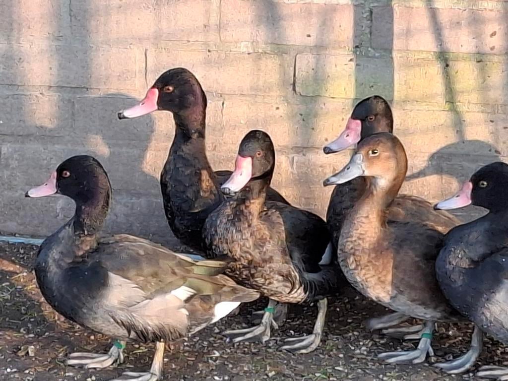 Aangeboden, Dieren en Toebehoren, Meerdere dieren, Eend