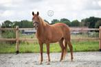 Drachtige 4 jarige D pony voor sport & fokkerij, Dieren en Toebehoren, Pony's, Merrie, Gechipt, Dressuurpony, Zadelmak