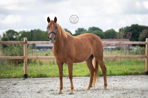 Drachtige 4 jarige D pony voor sport & fokkerij, Dieren en Toebehoren, Pony's, Merrie, Zadelmak, D pony (1.37m tot 1.48m), Dressuurpony