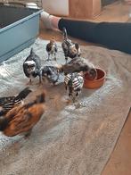 Kuikens te koop, Dieren en Toebehoren, Pluimvee, Meerdere dieren, Kip