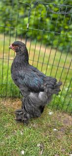 Brahma hanen, Mannelijk, Kip