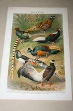 Antieke kleurenlitho - Verschillende soorten fazanten - 1900, Gebruikt, Ophalen of Verzenden, Voor 1940