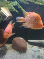 Koppel....red texas x parrot cichlide, Dieren en Toebehoren, Vissen | Aquariumvissen, Vis