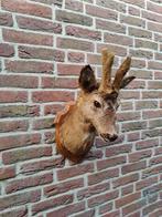 Prachtig opgezet hertenkopje met nieuw gewei, Verzamelen, Dierenverzamelingen, Ophalen of Verzenden, Zo goed als nieuw, Hert, Opgezet dier