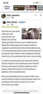 honden, Dieren en Toebehoren, Ophalen of Verzenden