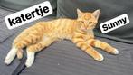 Poes en Kitten, Dieren en Toebehoren, Katten en Kittens | Overige Katten, Kater, Kortharig, 0 tot 2 jaar