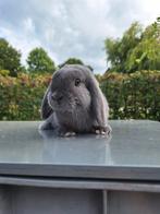 Nederlands hangoor dwerg konijn voedster, Dieren en Toebehoren, Konijnen, Vrouwelijk, Dwerg, Hangoor, 0 tot 2 jaar