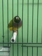 Cinnamon pop/blauw., Dieren en Toebehoren, Vogels | Overige Vogels