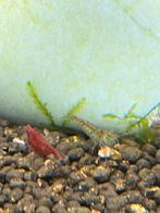 Ongeveer 10 garnalen , 6 vissen en 3 soorten planten, Dieren en Toebehoren, Vissen | Aquariumvissen, Kreeft, Krab of Garnaal, Zoetwatervis