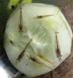 Leuke Wildkleur garnalen, Kreeft, Krab of Garnaal