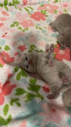 Hele mooie Brits korthaar lilac kittens., Dieren en Toebehoren, Katten en Kittens | Raskatten | Korthaar, Meerdere dieren, Ontwormd