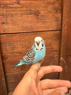 Tamme engelse grasparkiet., Dieren en Toebehoren, Vogels | Parkieten en Papegaaien, Mannelijk, Parkiet, Tam