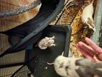 Tamme ratjes, dames, Dieren en Toebehoren, Knaagdieren, Rat, Vrouwelijk, Tam, Oktober