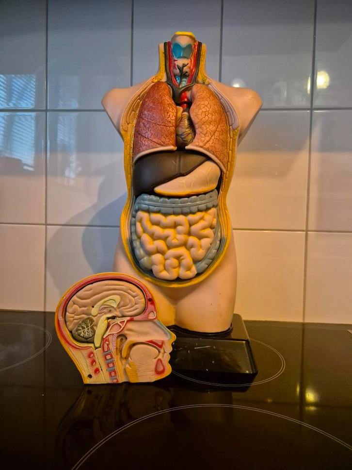 Anatomie Model Menselijk Lichaam, Antiek en Kunst, Antiek | Overige Antiek, Ophalen of Verzenden