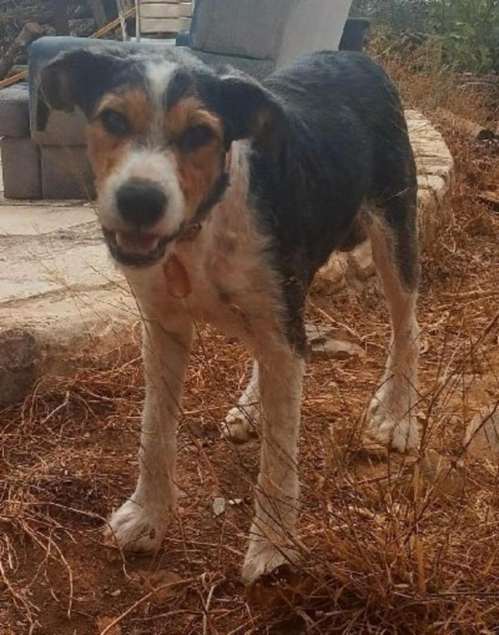 ACE: Piero, wie wil hem nu koesteren, een leven lang, Dieren en Toebehoren, Honden | Niet-rashonden, Groot, Reu, Particulier, Eén hond