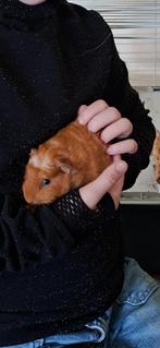 Cavia (beertje) 5 weken oud, Dieren en Toebehoren, Knaagdieren, Cavia, Mannelijk, Tam, Oktober