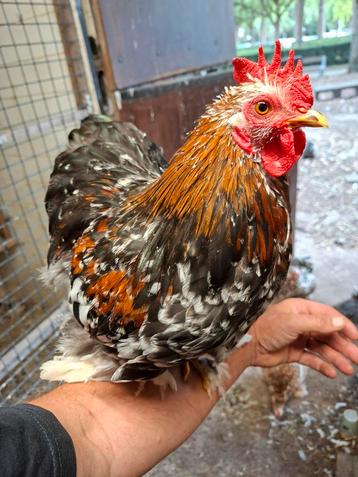 Cochin kriel haantjes porselein  beschikbaar voor biedingen