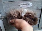 TK  mooi Lunkarya beertje, Dieren en Toebehoren, Cavia, Juni, Mannelijk, Tam
