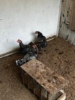 3 kippen, Dieren en Toebehoren, Pluimvee, Vrouwelijk, Kip