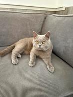 Een mooie British shorthair, Dieren en Toebehoren, Katten en Kittens | Raskatten | Korthaar, Kater, Met stamboom, 0 tot 2 jaar