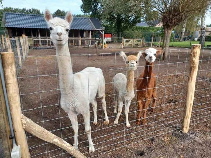 Schapengaas,Gaas,Geplaatst vanaf €10 m1 incl Materialen, Tuin en Terras, Gaas en Draad, Nieuw, Gaas, Minder dan 10 meter, Ophalen