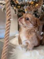 Prachtige kruizing boomer pups, Dieren en Toebehoren, Overige rassen, CDV (hondenziekte), 8 tot 15 weken, Meerdere