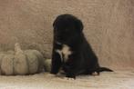 Super mooie labrador x herder pups, Zwart, bruin en Merle, Rabiës (hondsdolheid), 8 tot 15 weken, Labrador retriever, Meerdere