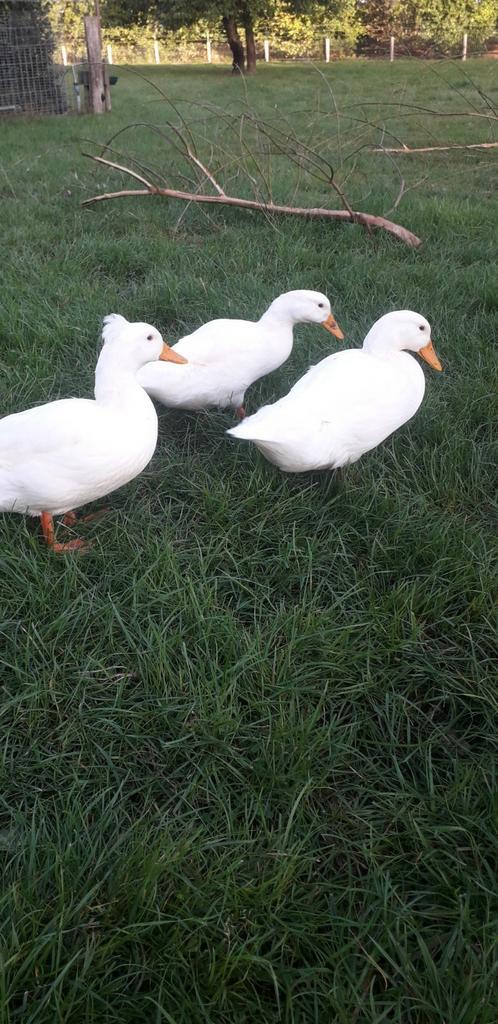6 Oud-Hollandse kuifeenden, Dieren en Toebehoren, Pluimvee, Eend, Geslacht onbekend