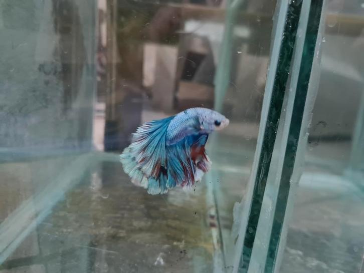 Betta splendens super delta kempvis man, Dieren en Toebehoren, Vissen | Aquariumvissen, Zoetwatervis, Vis