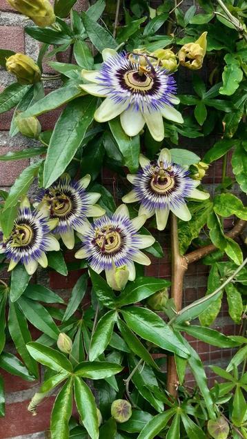 Passiebloem 3 stekken hoogste is 1.25 beschikbaar voor biedingen