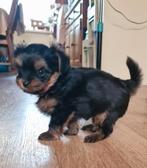 Yorkshire terrier, Dieren en Toebehoren, Yorkshire Terriër, 8 tot 15 weken, Meerdere, Meerdere dieren