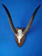 Schedel Hoorn Afrikaanse Waterbok, Ophalen of Verzenden