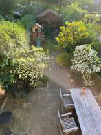 2x Cornus Kousa Schmetterling - Japanse kornoelje 230 hoog, Tuin en Terras, Ophalen, Halfschaduw, Overige soorten, Lente