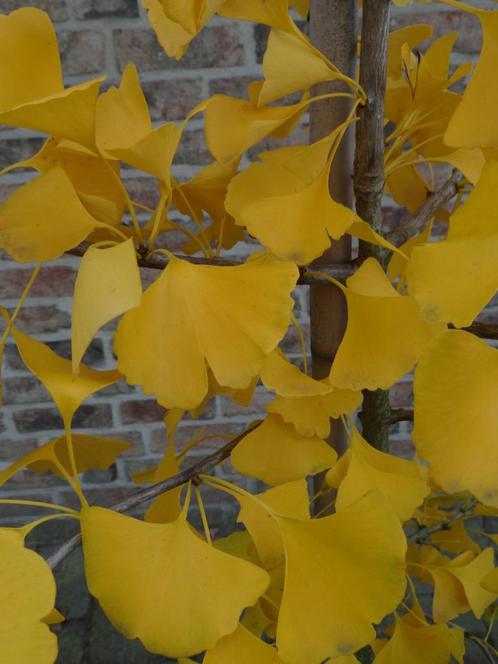 Japanse Notenboom / Ginkgo Biloba, Tuin en Terras, Planten | Tuinplanten, Vaste plant, Overige soorten, Volle zon, Lente, Ophalen