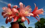 cactus Epiphyllum Rudolf's Liebling - 24, Ophalen of Verzenden, Cactus, Volle zon, Minder dan 100 cm