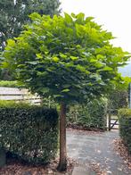 Bolcatalpa te koop, Ophalen, Overige soorten, 100 tot 250 cm