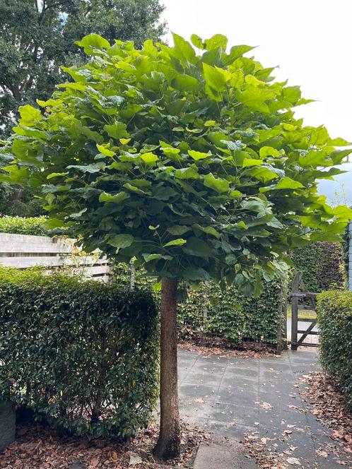 Bolcatalpa te koop, Tuin en Terras, Planten | Bomen, Overige soorten, 100 tot 250 cm, Ophalen