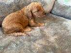 Lieve Labradoodle / Australian labradoodle pups, Overige rassen, 8 tot 15 weken, Parvo, Meerdere